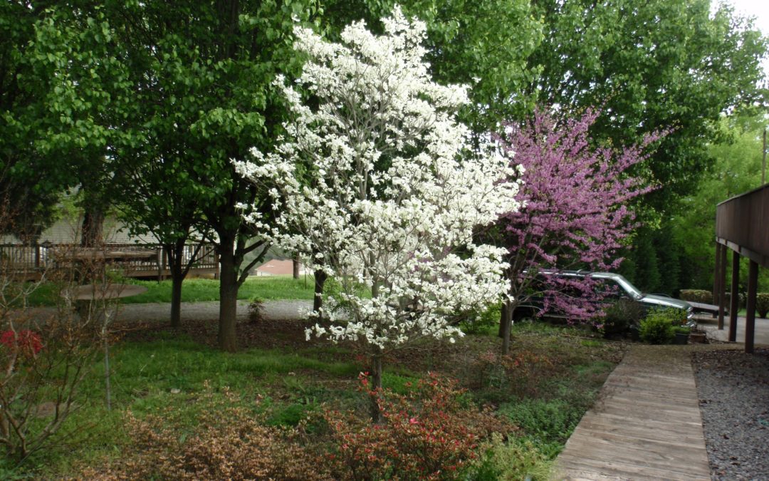 Patricia Condon Dettmer  April 8, 1941-April 14, 2025